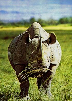 African Black Rhinoceros