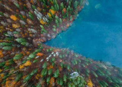 Forest and the lake