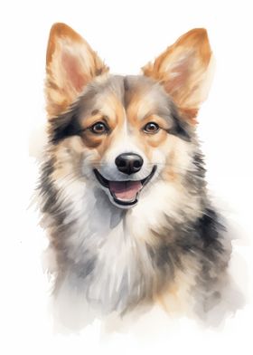 Swedish Vallhund portrait