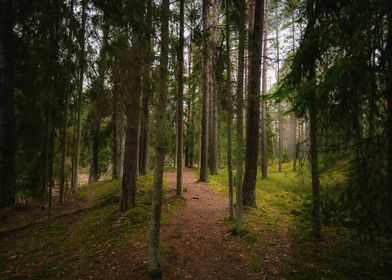 Autumn in pine forest