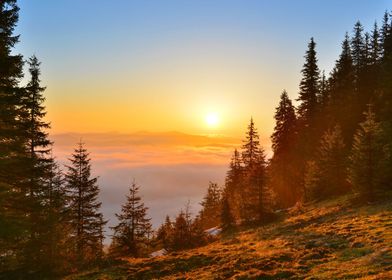 Sunrise forest in spring