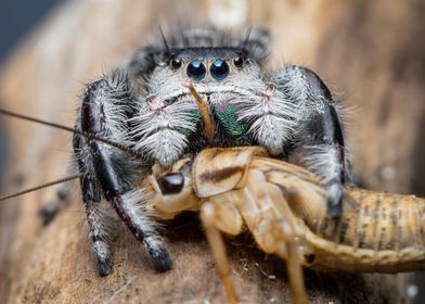 Phidippus Regius