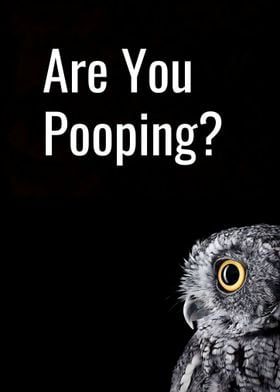 Owl Animal Are You Pooping