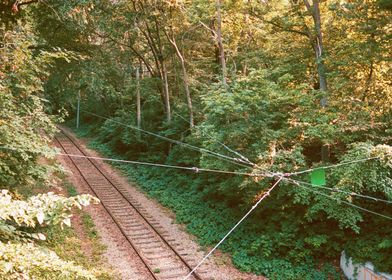 Train Tracks in the Forest