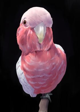 Pink Parrot