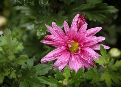 Pink Chryzanthemum flower