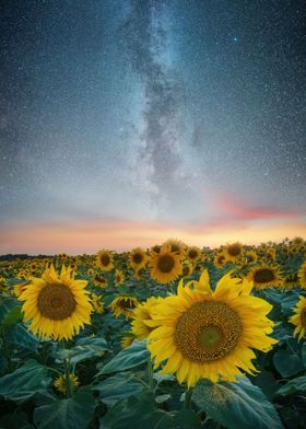 Sunflower space