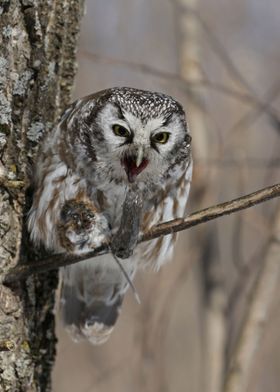 Boreal Owl Pellet