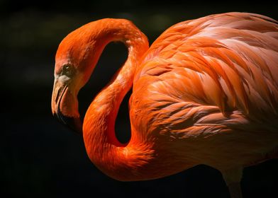 Flamingo