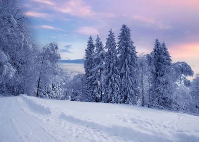 Winter landscape and trees