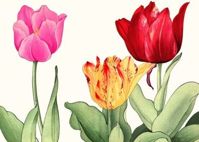 Tulip Art Flowers
