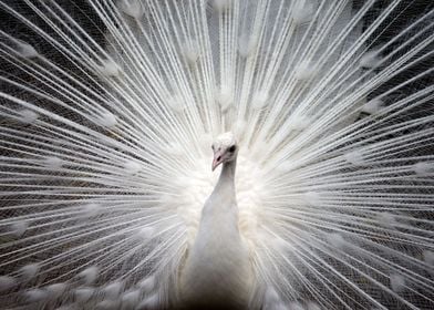 White Peacock