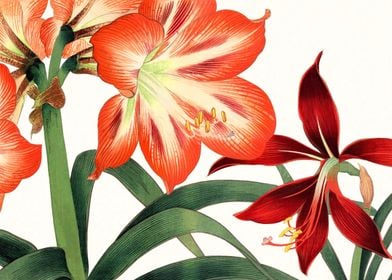 Vintage amaryllis flowers
