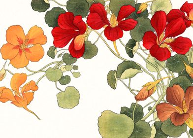 Nasturtium flowers