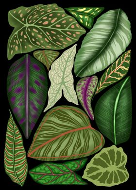 Tropical Leaves