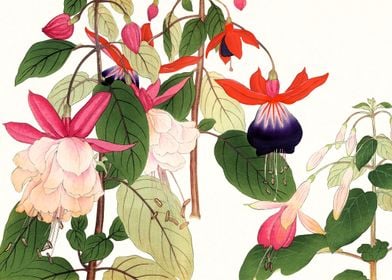 Fuchsia flowers