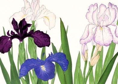 Iris flowers