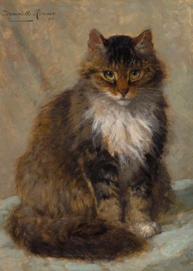 The Maine Coon 