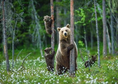 Bear Hugging Trees