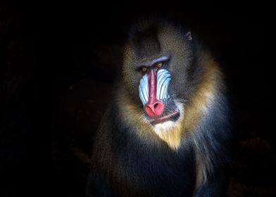 Colorful mandril