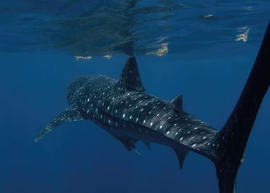 Majestic Whale Shark