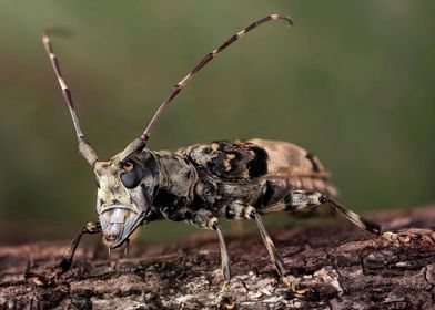 Flat Head Longhorn