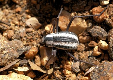 Namib Desert Beetle