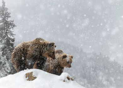 Two bears on hill
