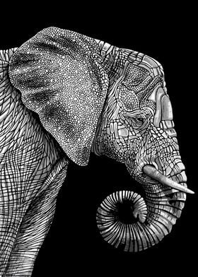 animals elephant