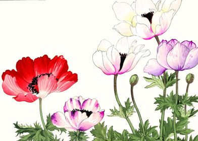 Japanese Poppy flowers