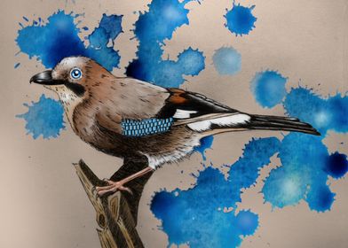 Eurasian jay