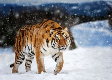 Tiger on snow