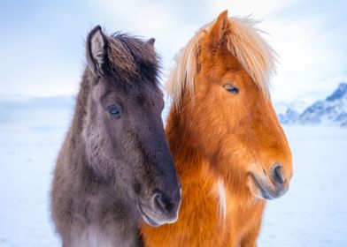 sweet Horses in iceland