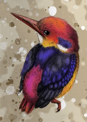 Oriental dwarf kingfisher