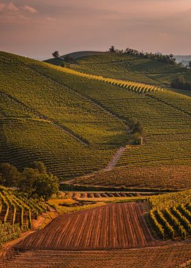 Piedmont Vineyards Italy