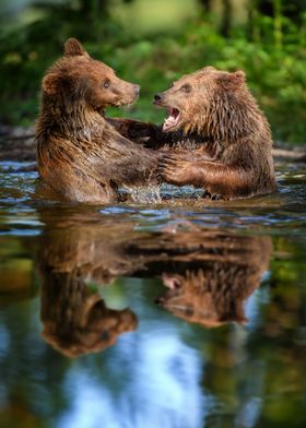 Two bears in water