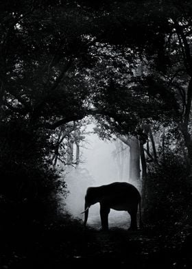 Elephant in Forest Dark