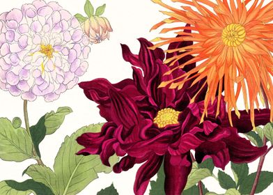 Dahlia and others flowers