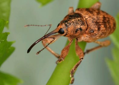 Nut Weevil