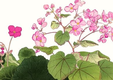 Botanical Pink Flowers Art