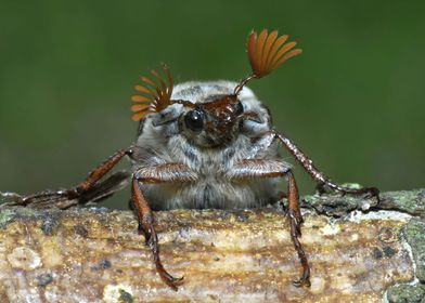 Cockchafer Beetle