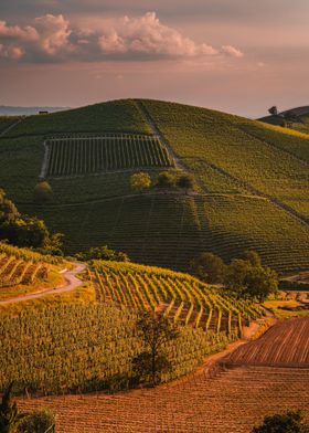 Piedmont Vineyards Italy