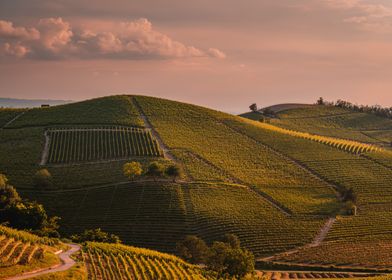 Piedmont Vineyards Italy