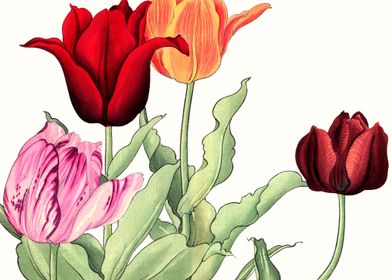 Art Tulip Japanese Flowers