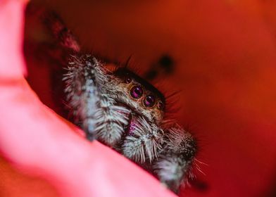 Female Phidippus