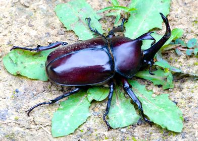 Japanese Rhinoceros Beetle