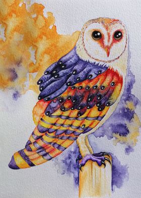 Barn Owl