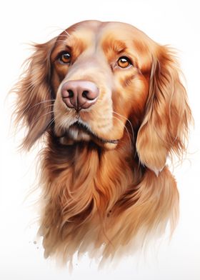 Irish Setter portrait dog
