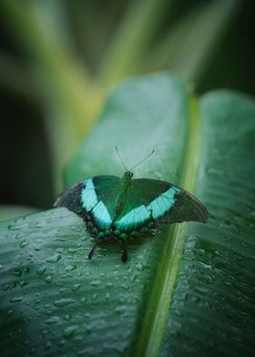 green butterfly