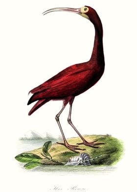 Red ibis bird art